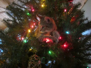 Our Kitty Lily. This was her first Christmas Tree. :) She's such a little ham! :)